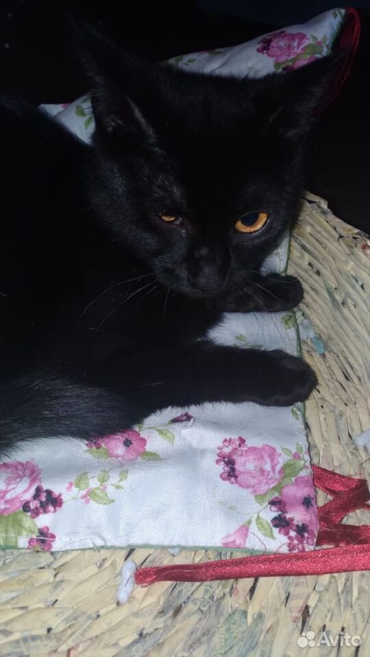 Черная кошка "Чуртушь" купить на Зозу.ру - фотография № 2