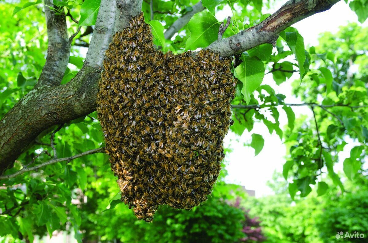 цветочная полка bee swarm