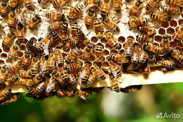 Продам пчёл, б у фляги медогонку весы купить на Зозу.ру - фотография № 1