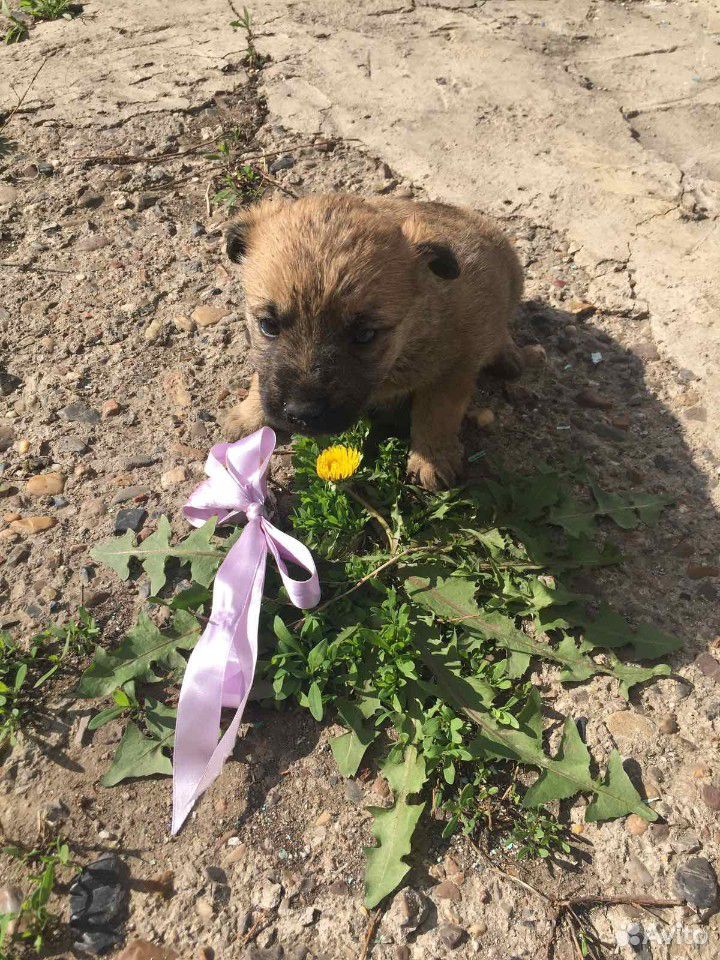 Где Можно Купить Собаку В Оренбурге