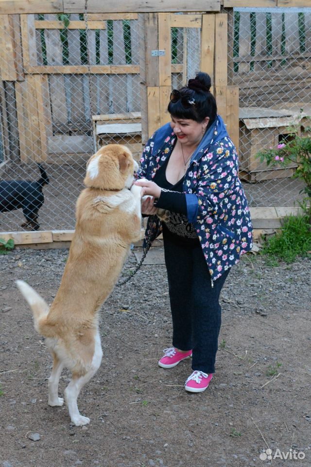 Собаку приносящую счастье купить на Зозу.ру - фотография № 5