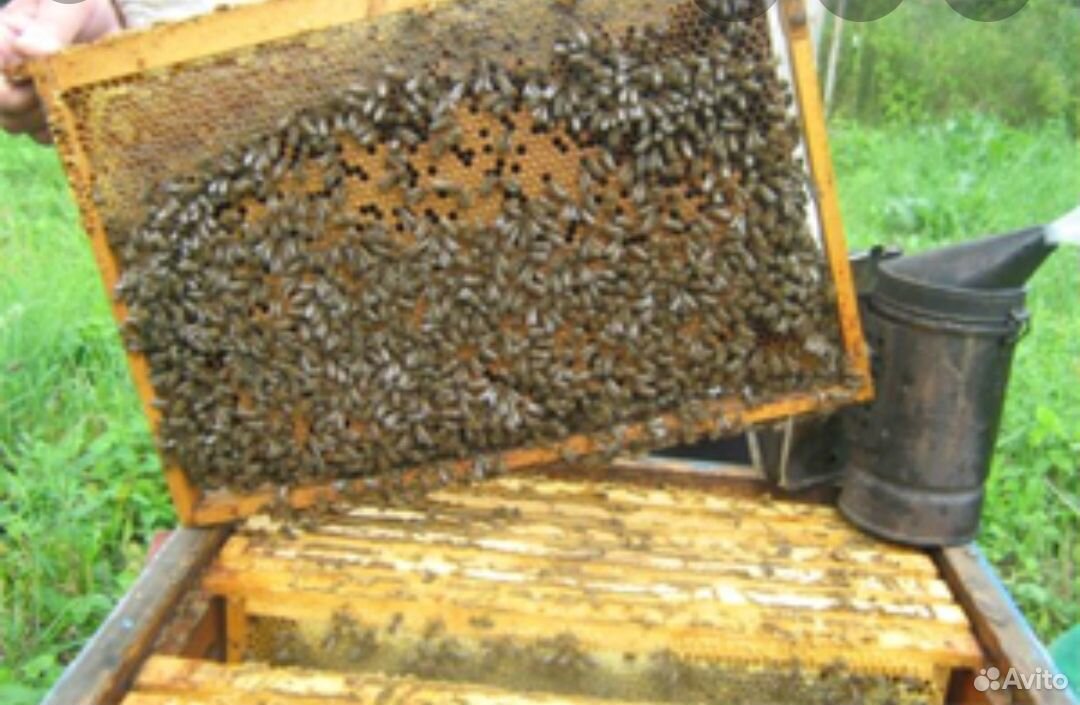 Продаю пчелопакеты купить на Зозу.ру - фотография № 1