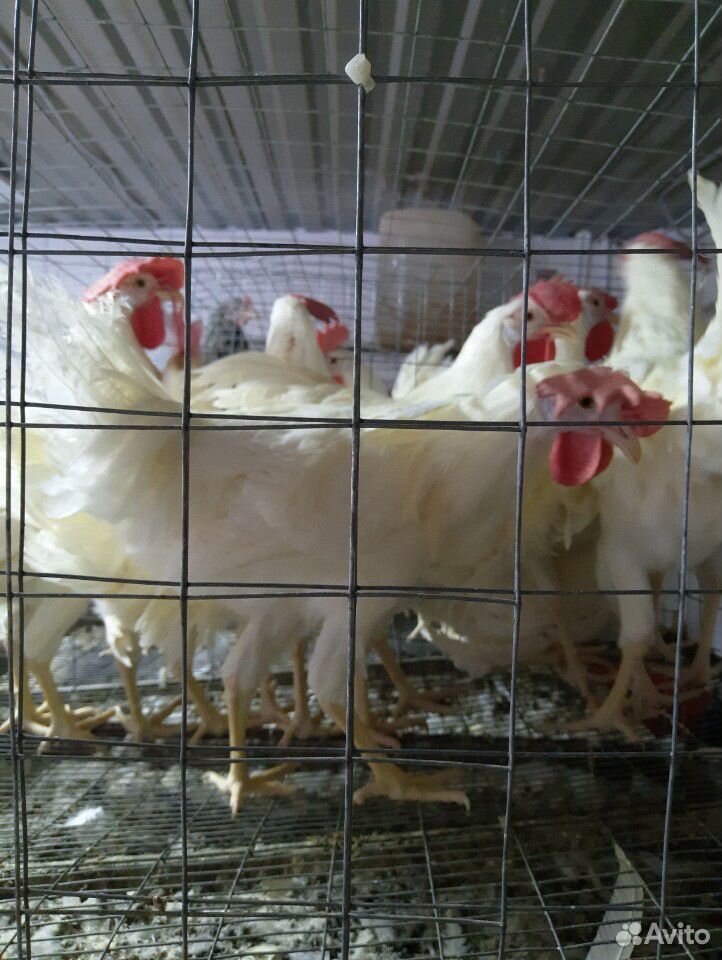Цыплята, утята, куры, гуси купить на Зозу.ру - фотография № 8