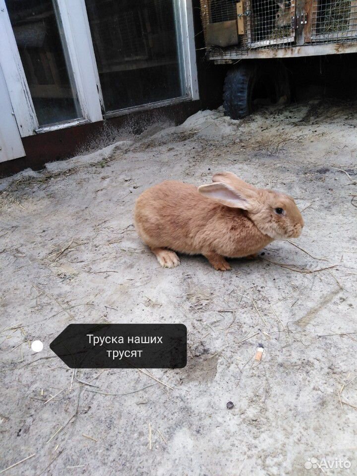 Продам кроликов 1.5-4.0 месячных купить на Зозу.ру - фотография № 4