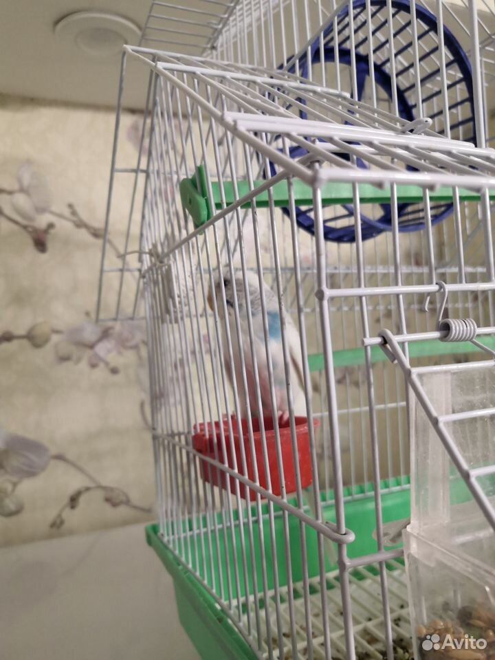Продам волнистого попугая купить на Зозу.ру - фотография № 3