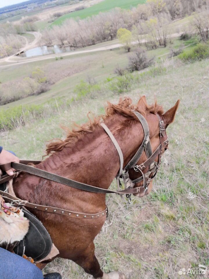 Обучение лошадей любой возраст купить на Зозу.ру - фотография № 2