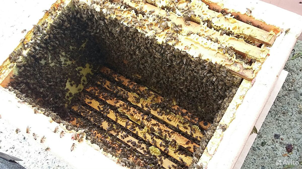 Пчелопакеты пчёлы купить на Зозу.ру - фотография № 1