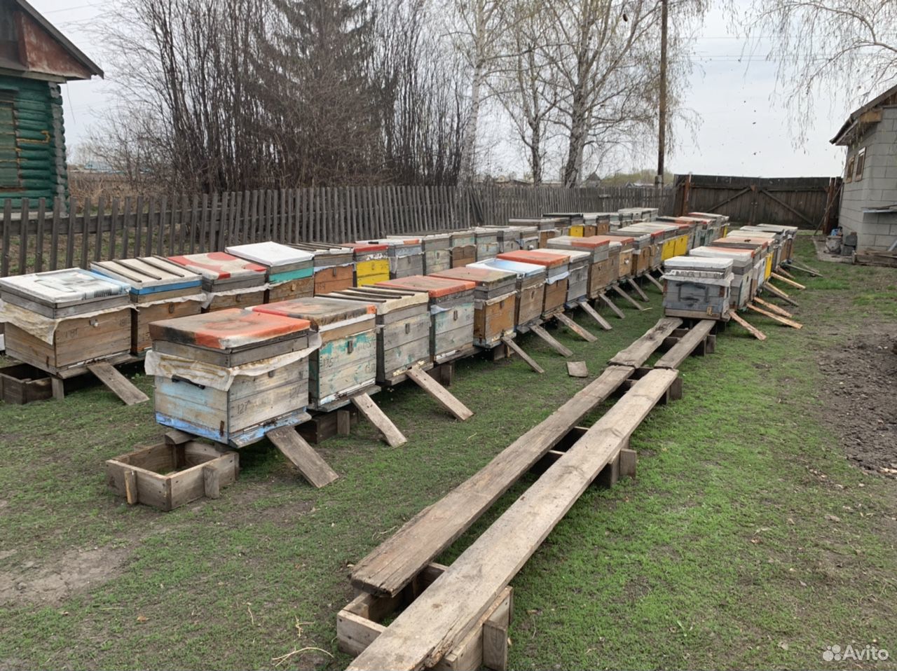 Пчелосемья купить на Зозу.ру - фотография № 2