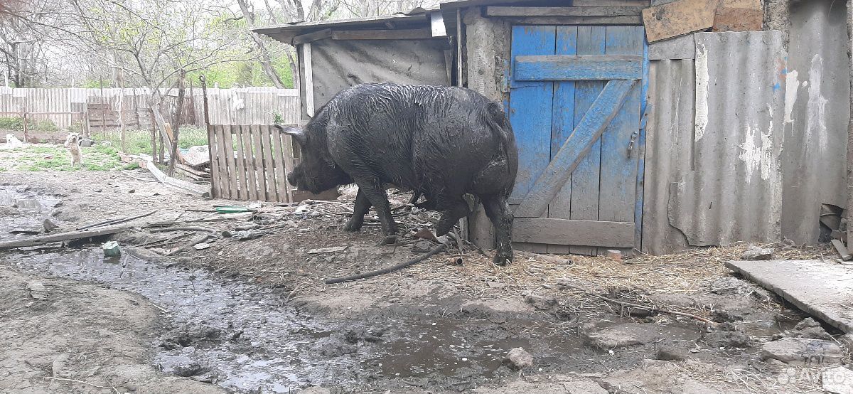 Хряк и свинки купить на Зозу.ру - фотография № 7