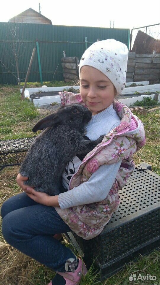 Кролики мясных пород купить на Зозу.ру - фотография № 3