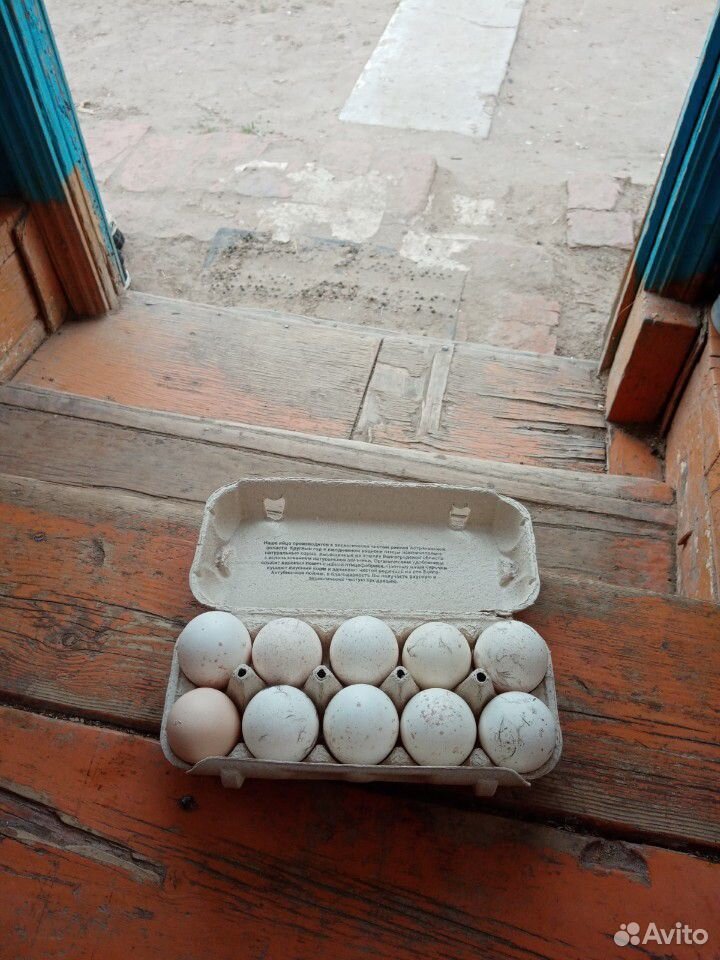 Яйцо домашний индейки купить на Зозу.ру - фотография № 1