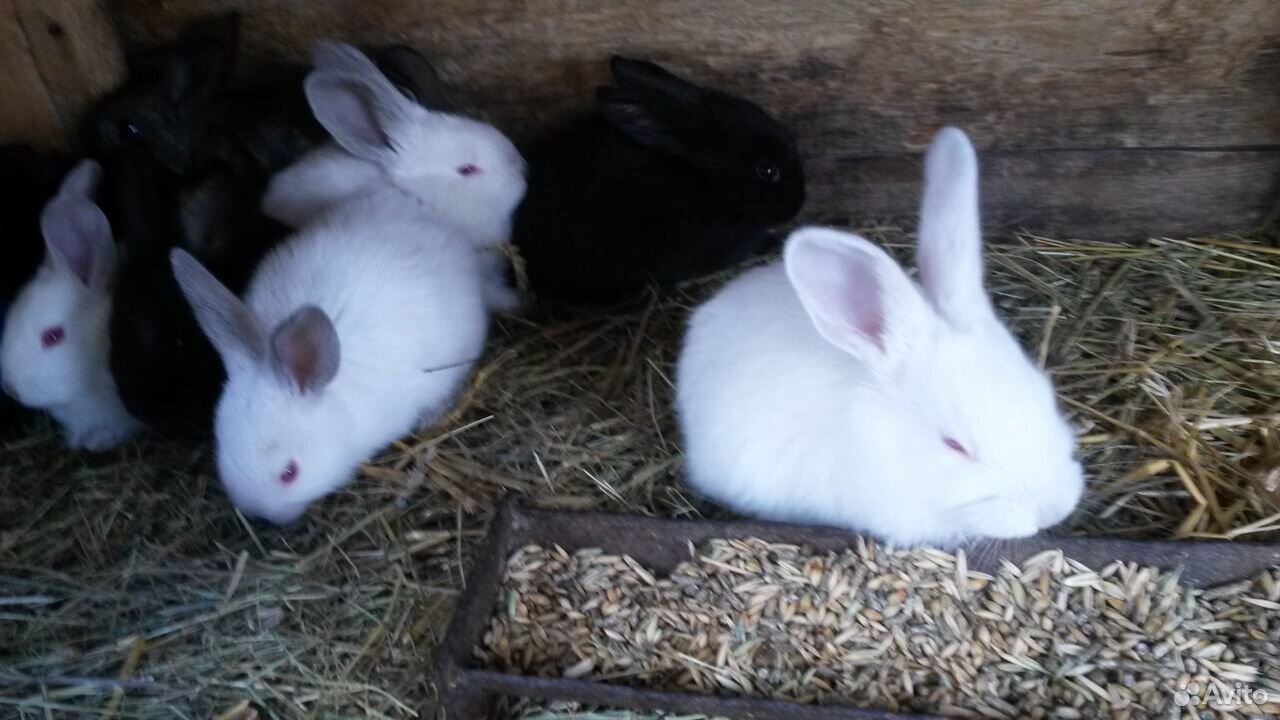 Продам крольчят купить на Зозу.ру - фотография № 2