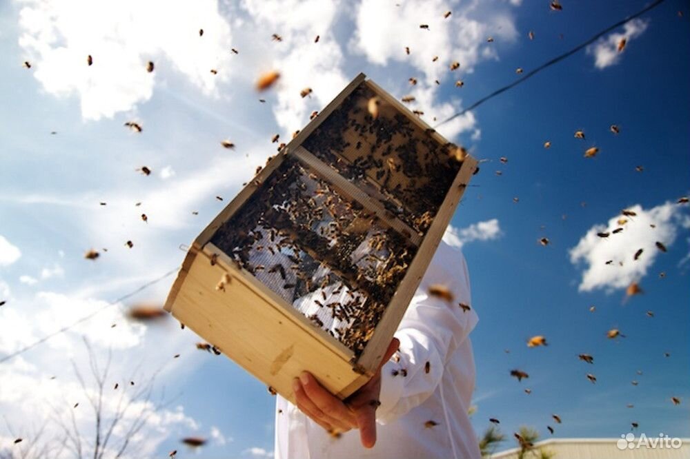 Пчёлы. пчело-пакеты купить на Зозу.ру - фотография № 1