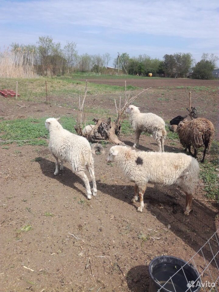 Котные овцы, молодые ягнята купить на Зозу.ру - фотография № 1