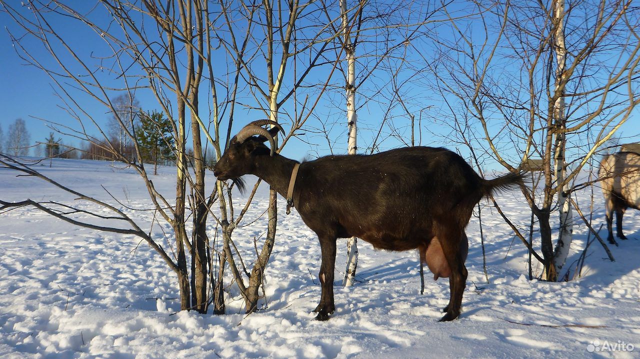 Племенной черный козел альпийский купить на Зозу.ру - фотография № 5