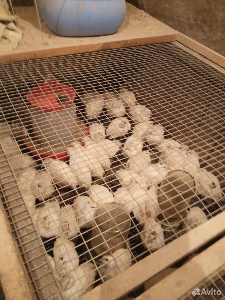 Яйца перепелиные(инкубационные) купить на Зозу.ру - фотография № 3