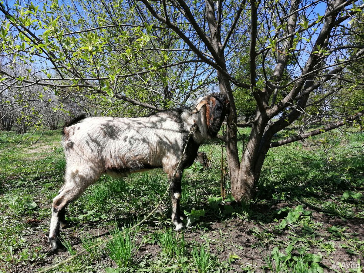 Нубийской козел на покрытие купить на Зозу.ру - фотография № 3