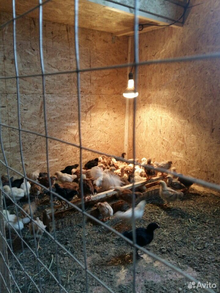 Продам цыплят 3 недельные домашних красные белые ч купить на Зозу.ру - фотография № 1