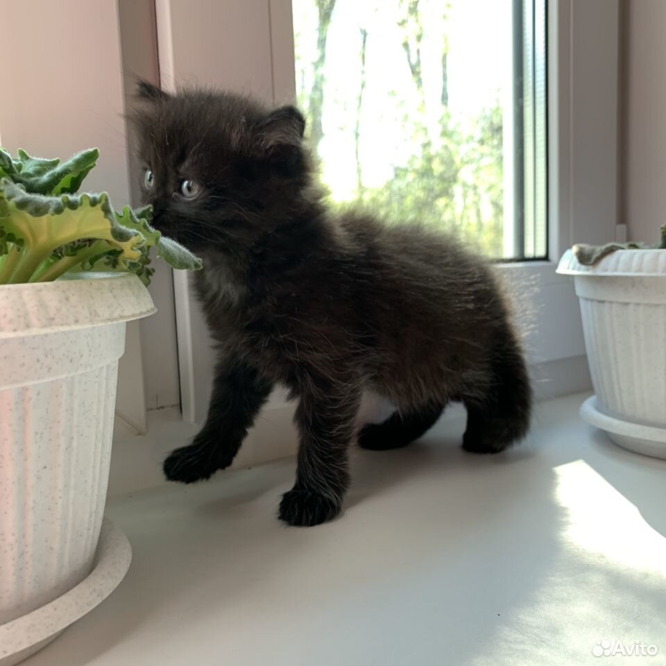 Чёрный котёнок-девочка, 1 месяц купить на Зозу.ру - фотография № 1