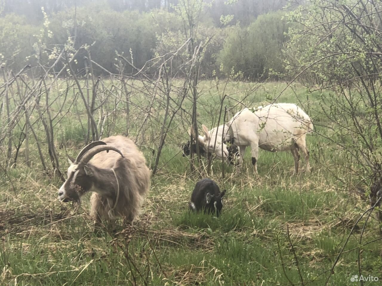 Козы, козлы и козлята А также бычок на мясо купить на Зозу.ру - фотография № 2