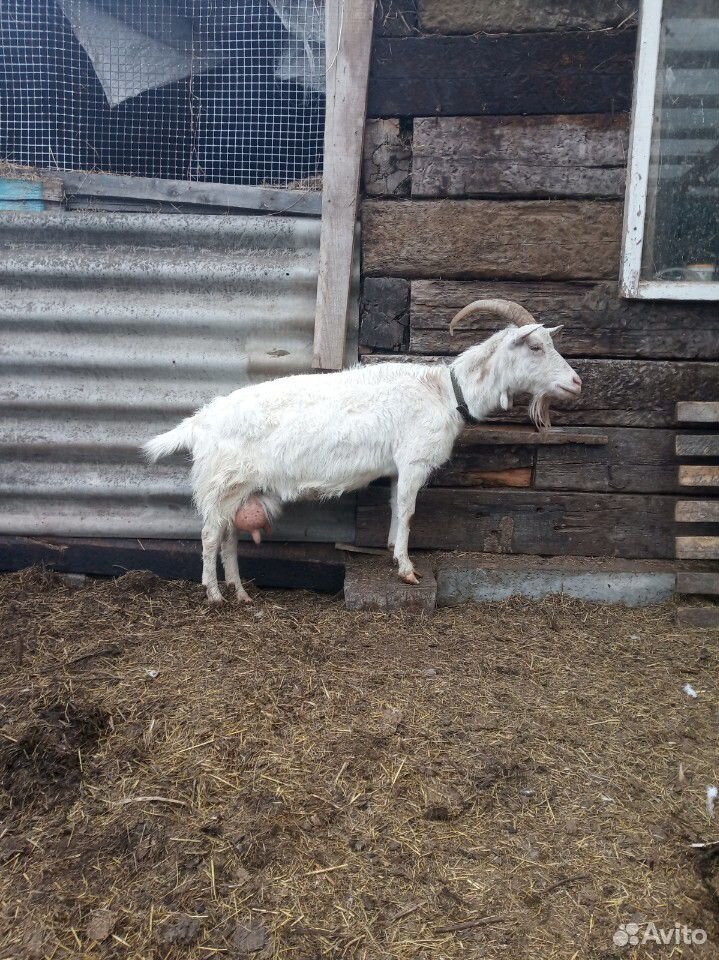 Стадо молочных коз купить на Зозу.ру - фотография № 1