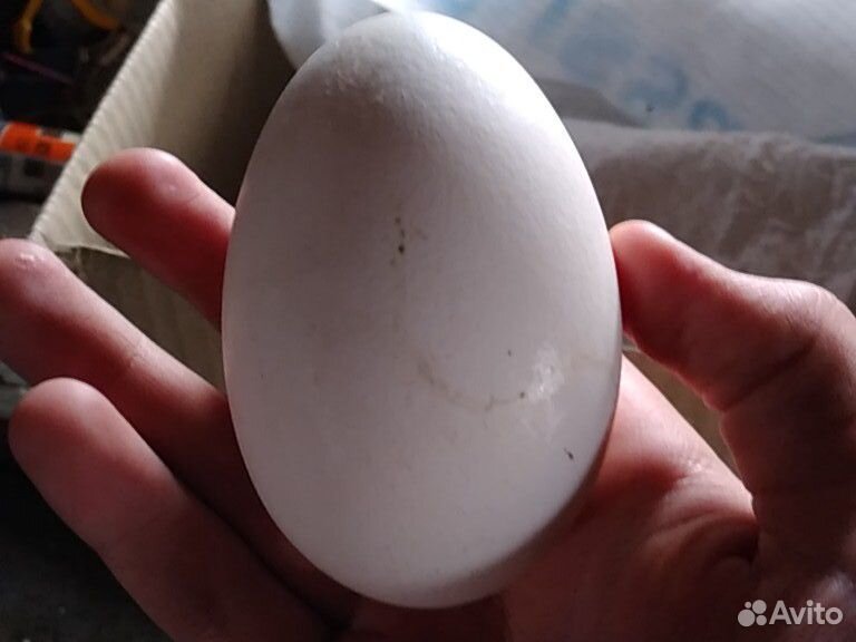Яйцо гуся "Белой Линды" купить на Зозу.ру - фотография № 1