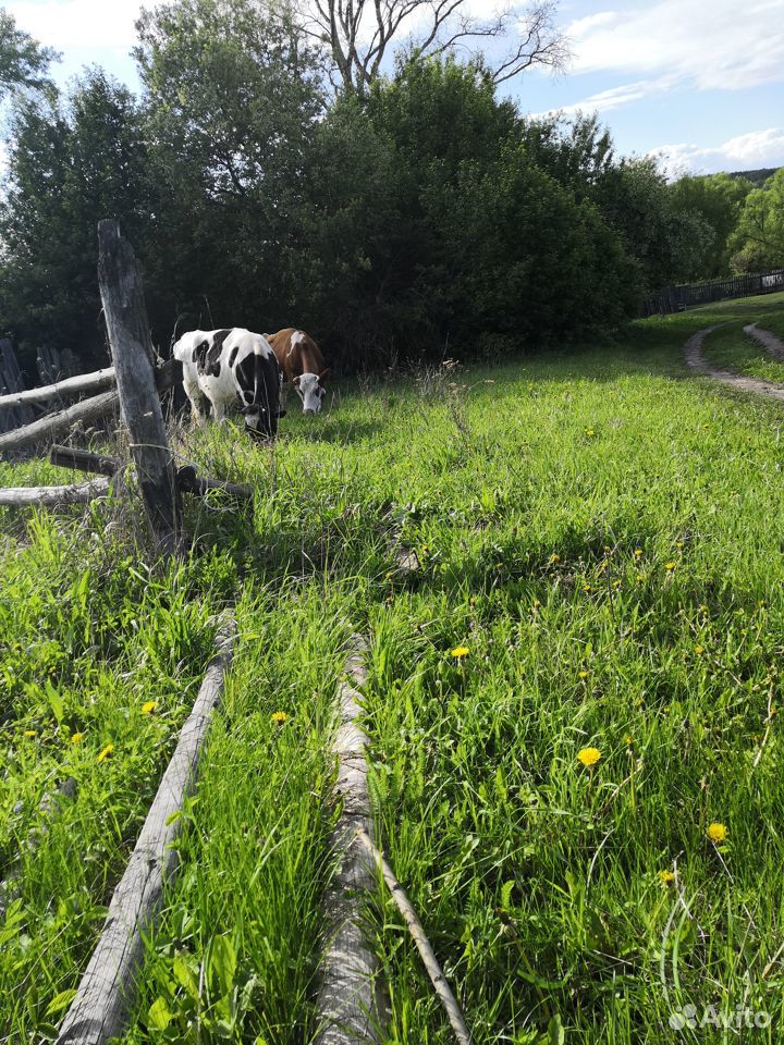Коровы и быки купить на Зозу.ру - фотография № 3