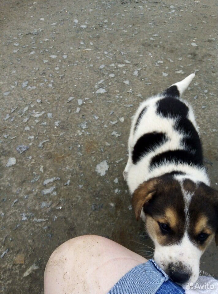 Собака, щенки купить на Зозу.ру - фотография № 2