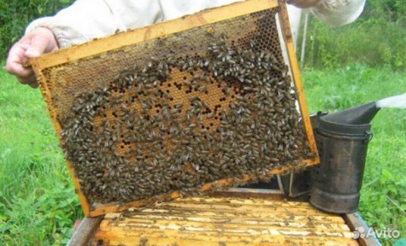 Пчёлосемьи, пчелопакеты, матки купить на Зозу.ру - фотография № 1