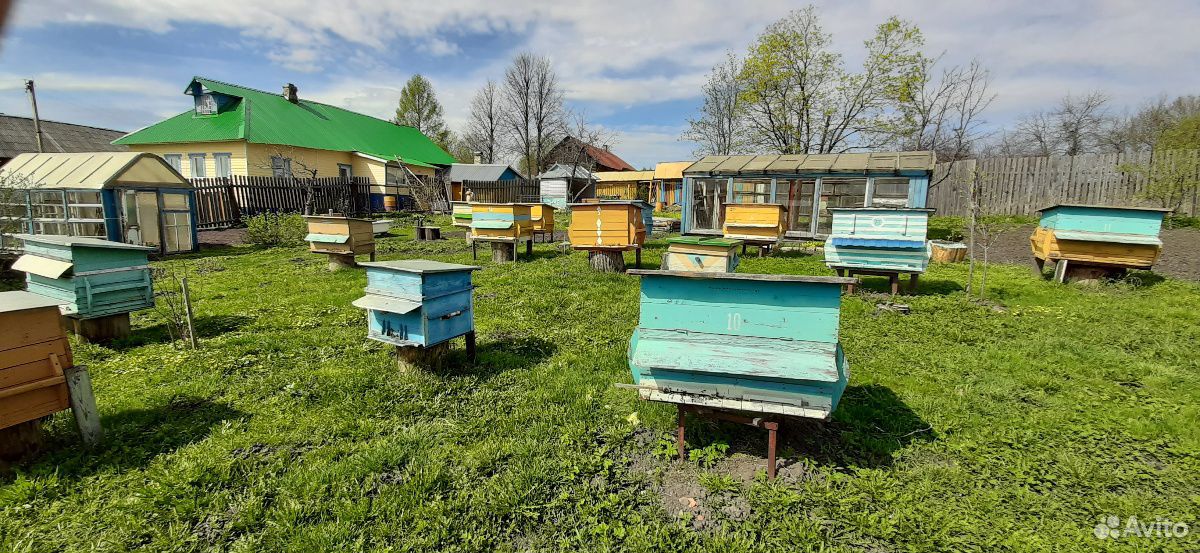 Пчелиные семьи вместе с домиком купить на Зозу.ру - фотография № 3