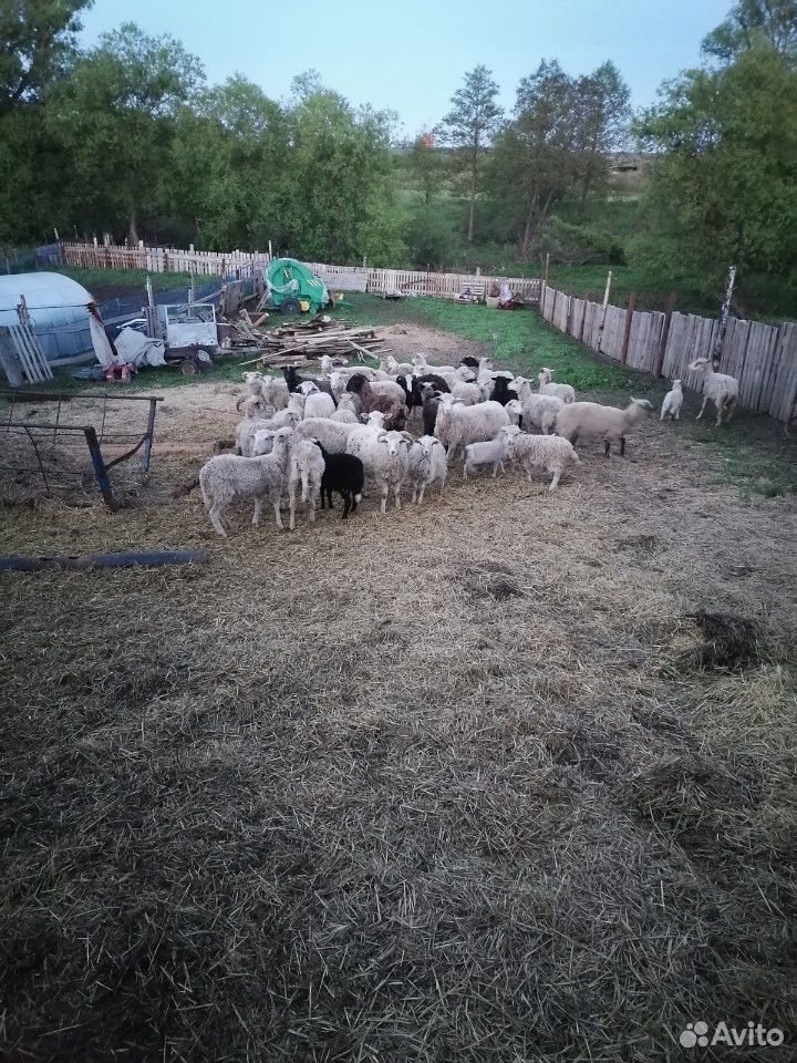 Баран, овцы, ягнята купить на Зозу.ру - фотография № 2