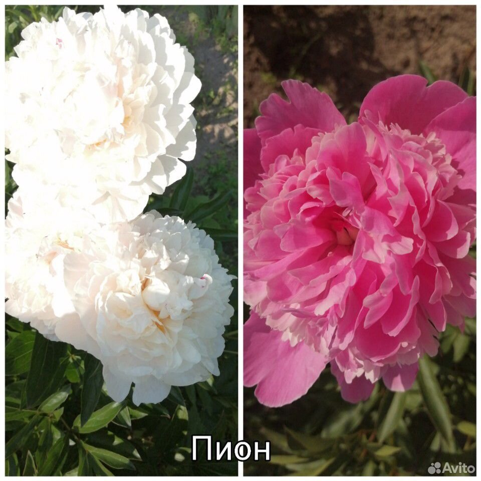 Цветы многолетние купить на Зозу.ру - фотография № 5