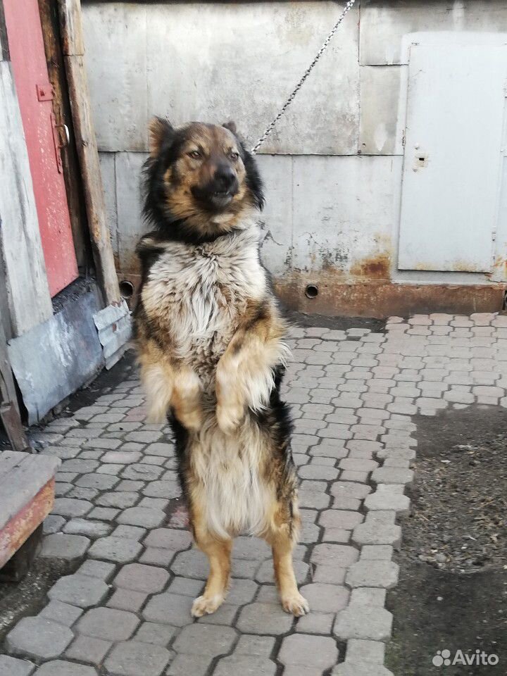 Кабель 3 года, кличка Султан. Собака адекватная, к купить на Зозу.ру - фотография № 4