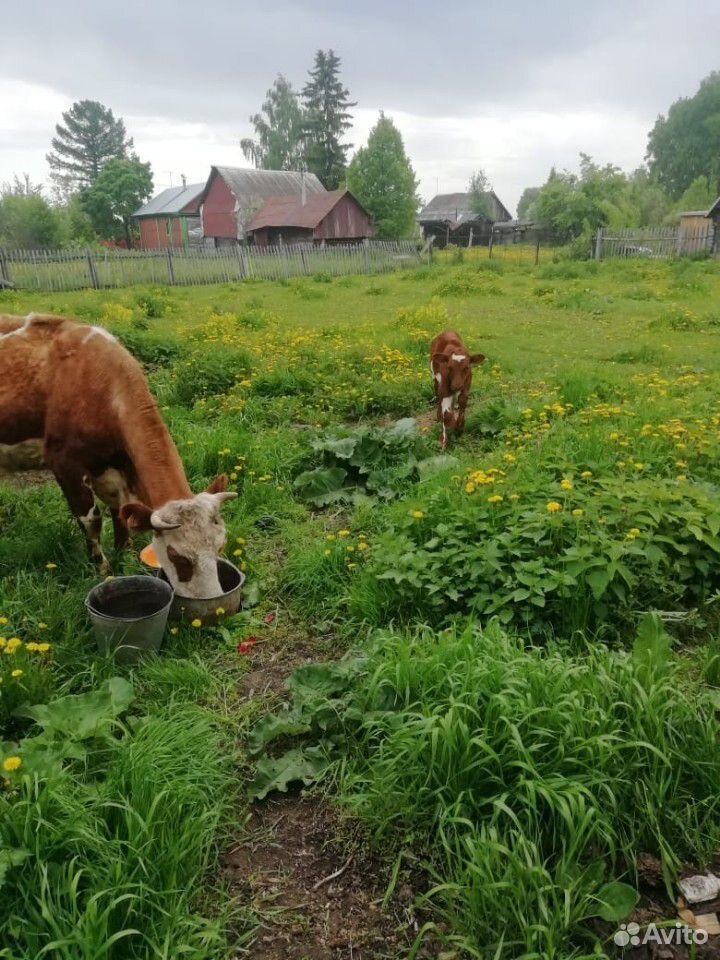 Корова с бычком купить на Зозу.ру - фотография № 1