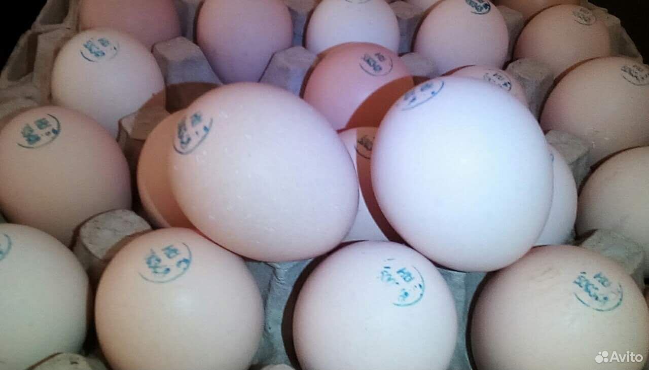 Купить инкубационное яйцо бройлеров от производителя