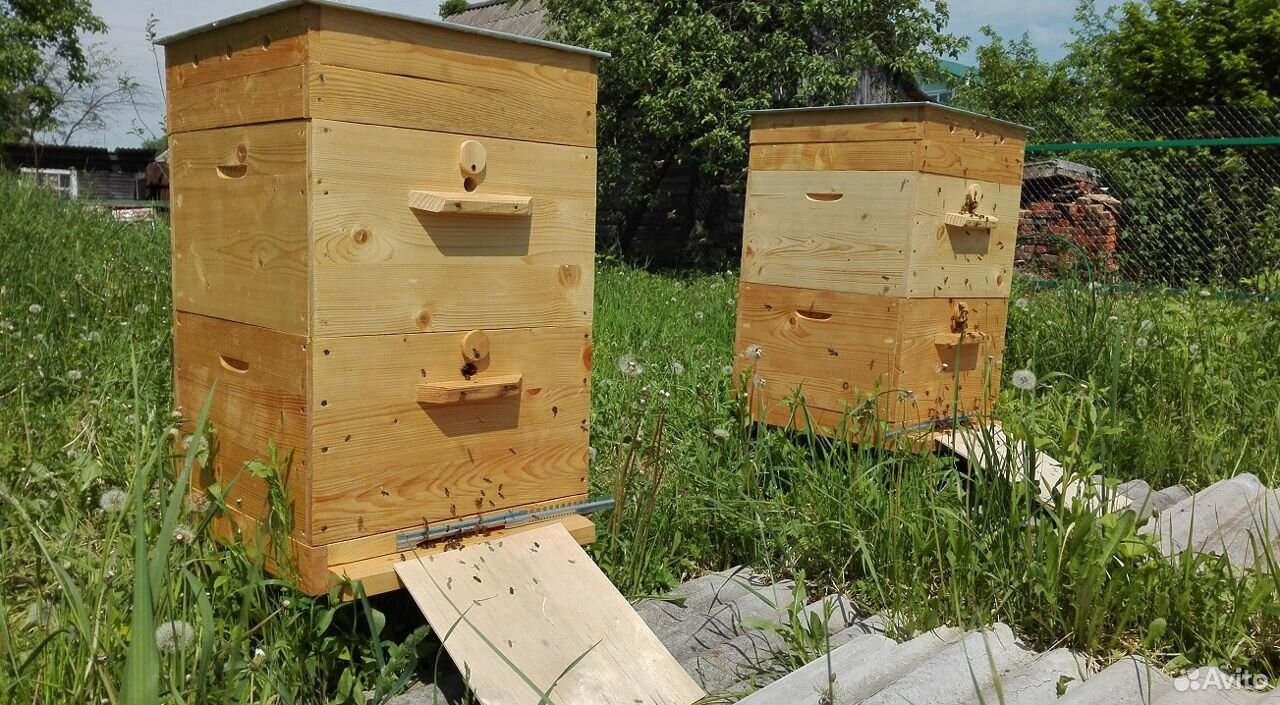 Продам семью пчёл купить на Зозу.ру - фотография № 1