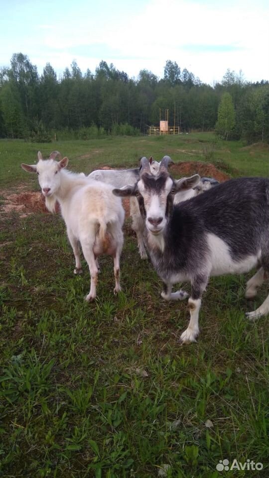 Продаются дойные козы с козлятами купить на Зозу.ру - фотография № 1