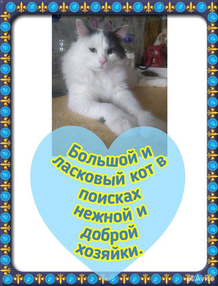 Котику нужен дом купить на Зозу.ру - фотография № 1
