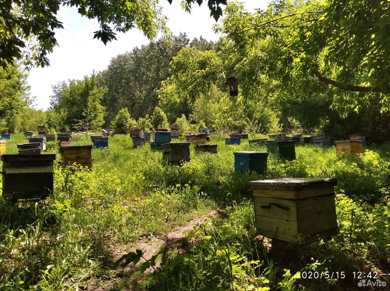Продам пчёл рои купить на Зозу.ру - фотография № 2