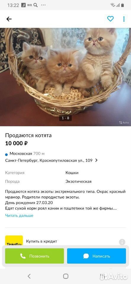 Котик экзот купить на Зозу.ру - фотография № 4