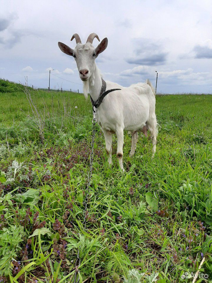 Продаю коз(черная и белая) купить на Зозу.ру - фотография № 2