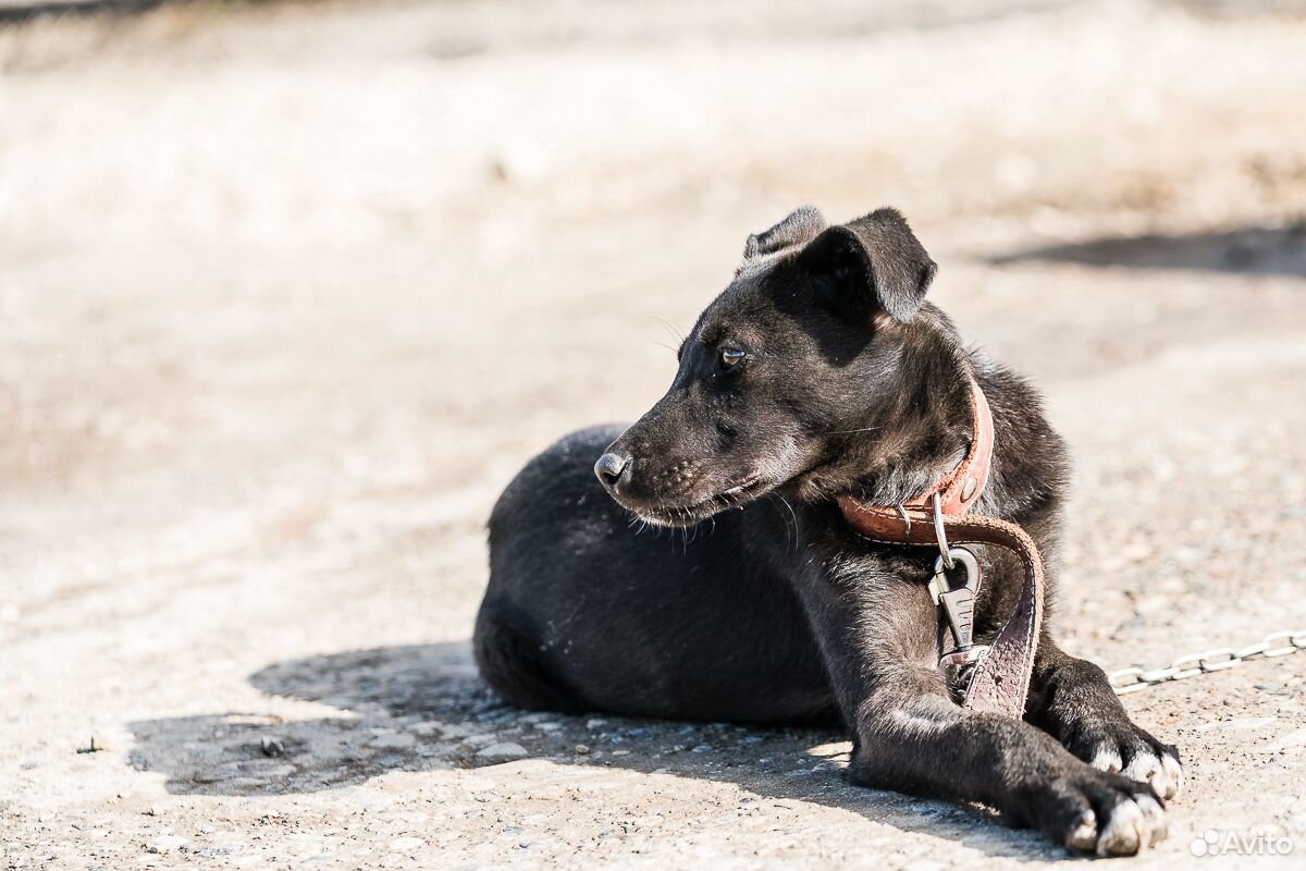 Ищет дом очаровательный щенок купить на Зозу.ру - фотография № 2