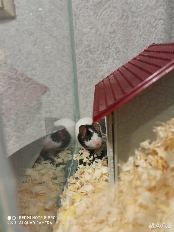 Мышь японская бамбуковая купить на Зозу.ру - фотография № 5