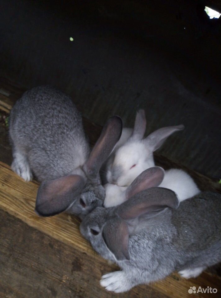 Кролики породы - Шиншиллы купить на Зозу.ру - фотография № 1