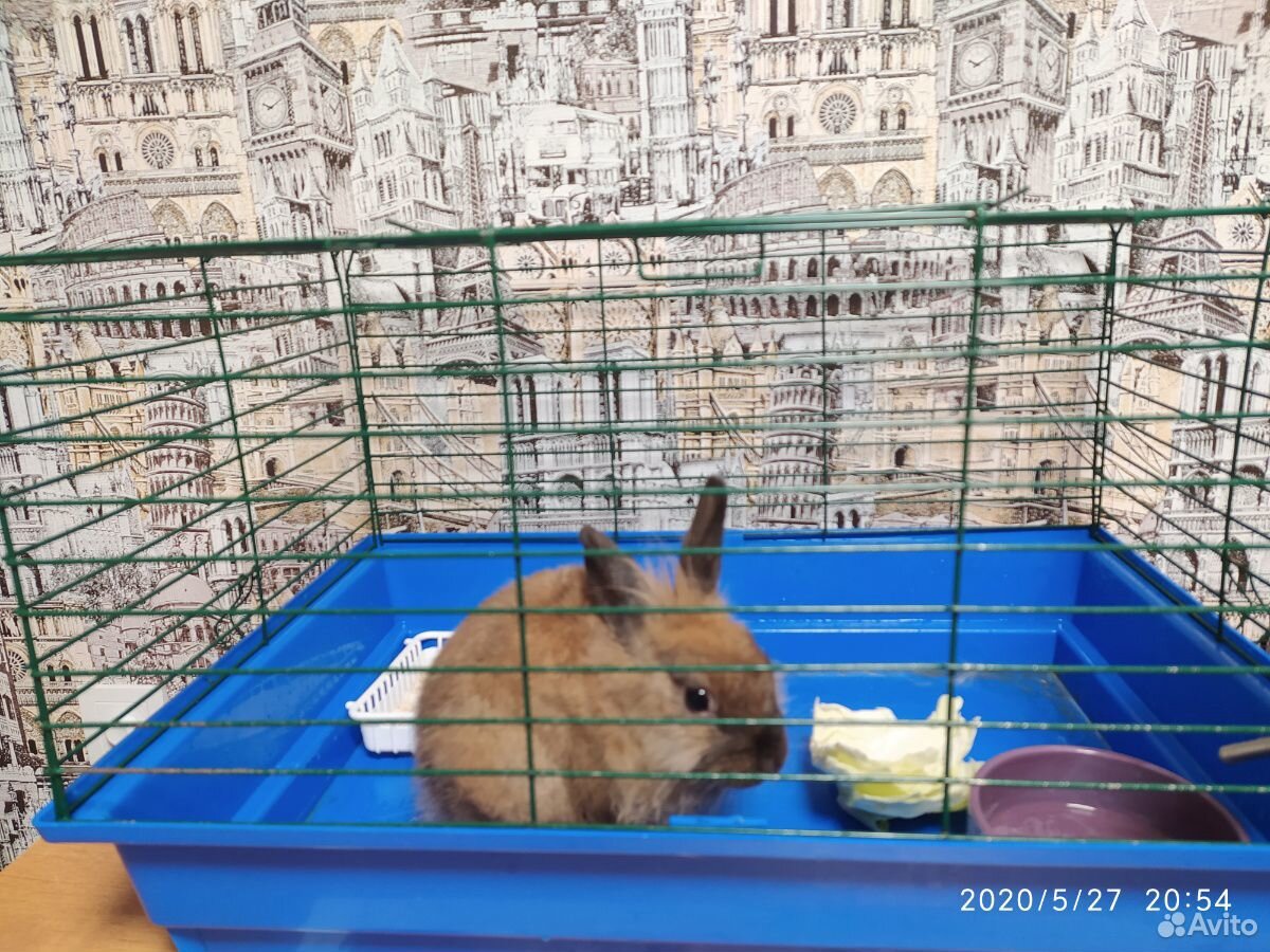 Домашний кролик купить на Зозу.ру - фотография № 1