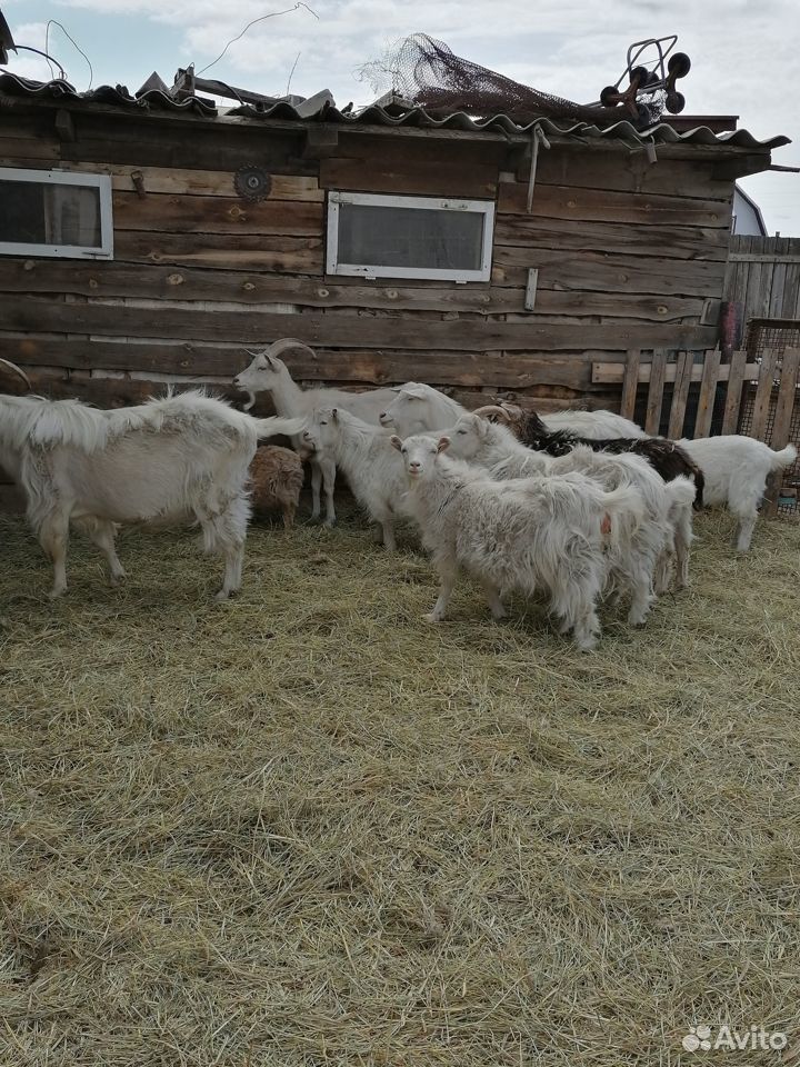 Сельхоз животные купить на Зозу.ру - фотография № 3
