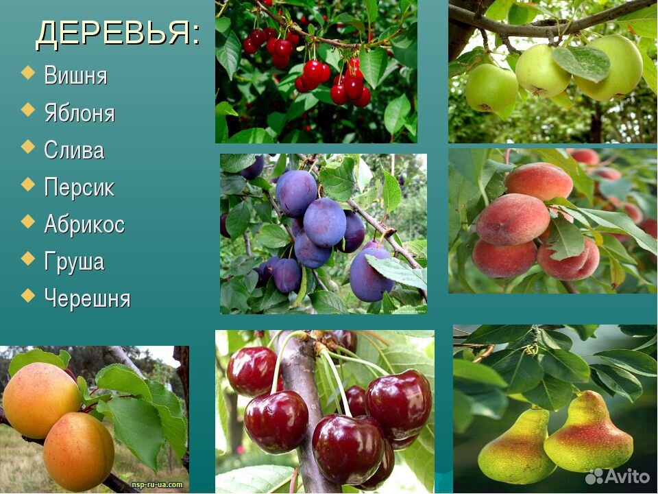 Саженцы плодовых мелкий и большой опт купить на Зозу.ру - фотография № 1