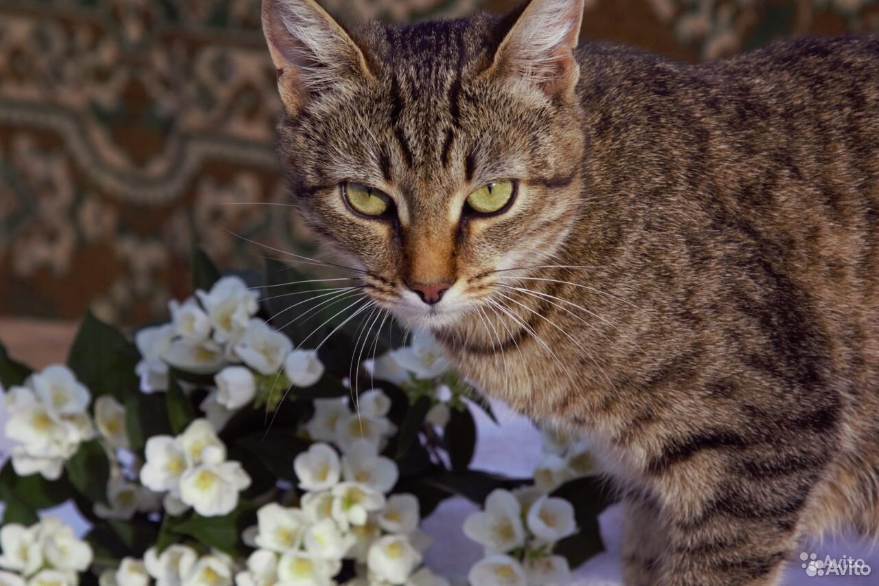 Камышовая кошечка (котята в дар) купить на Зозу.ру - фотография № 5