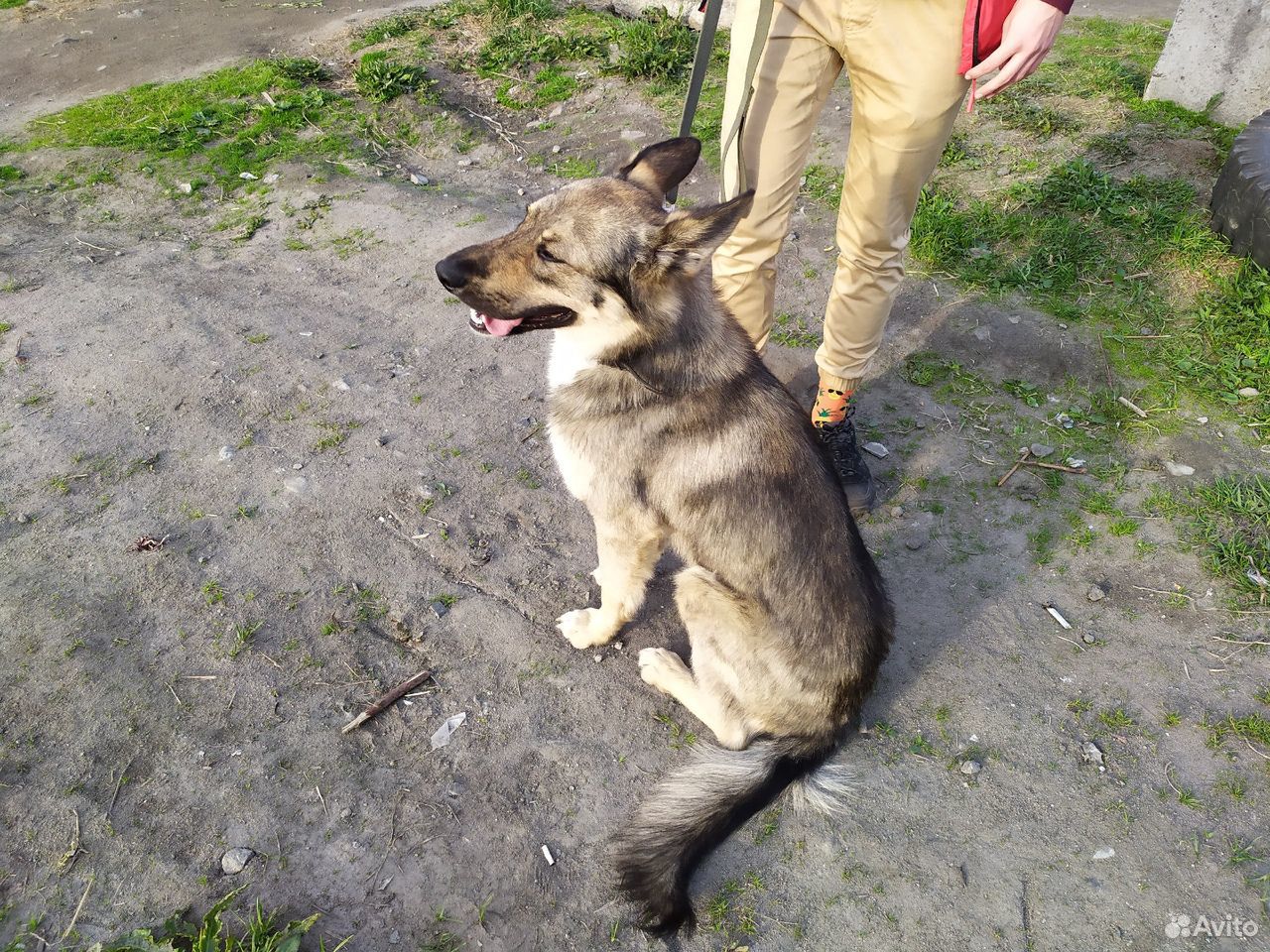 Собака ищет друга купить на Зозу.ру - фотография № 2