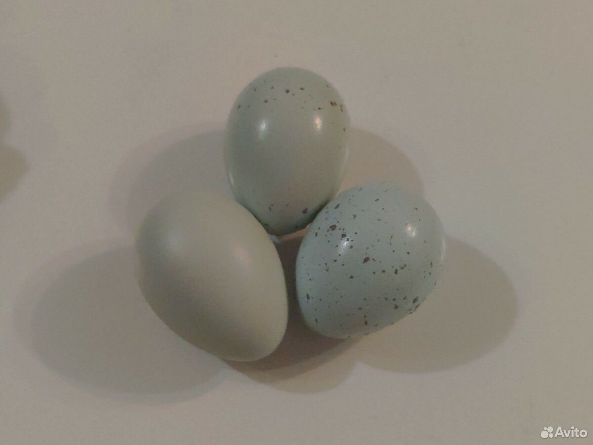 Инкубационное яйцо селадон купить на Зозу.ру - фотография № 2